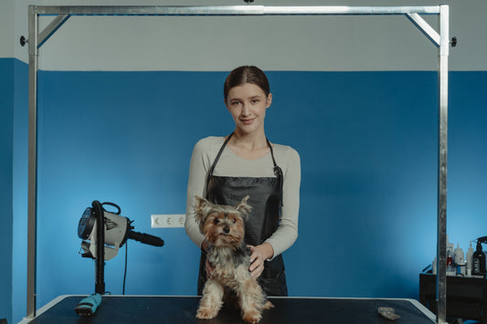 6 Week Dog Grooming Business Growth Programme [SUNDAYS From 22nd November To 27th December 2026]